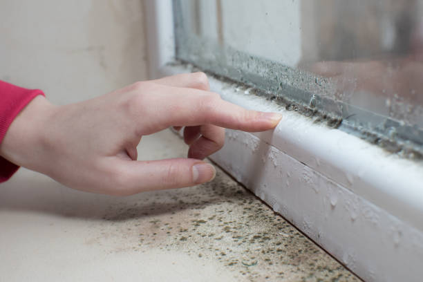 Best Mold Removal for HVAC Installations  in Seattle, WA